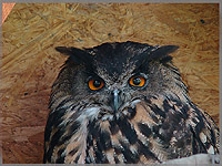 Dravci a sovy na Orl&iacute;ku