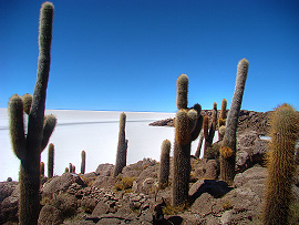 mezi kaktusy si �lov�k p�ipad&aacute; jako mravenec
